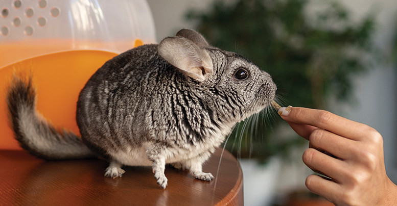 Этому бархатному сокровищу нужно особенное имя. Какое выберете вы?