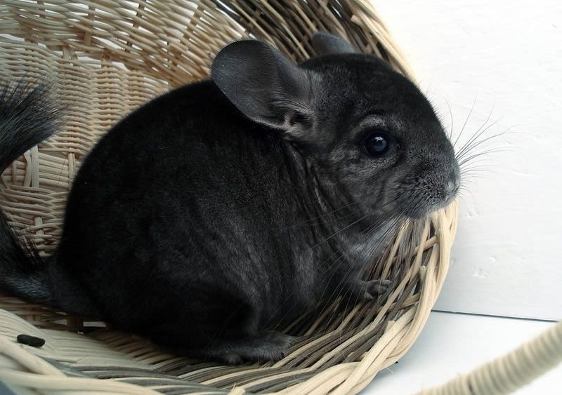 Знакомьтесь, это Шушик. Он одобряет классические имена.