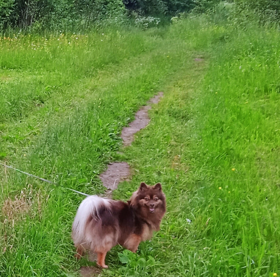 Немецкий средний шпиц