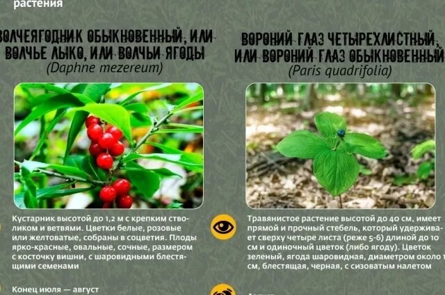    Смерть под ногами. Самые ядовитые ягоды России в инфографике