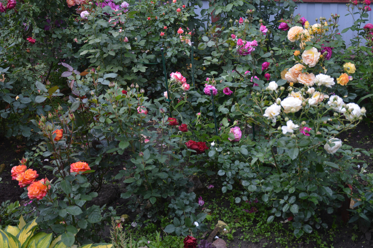 Мои розы 30 июня 2025. Все фотографии в статье мои