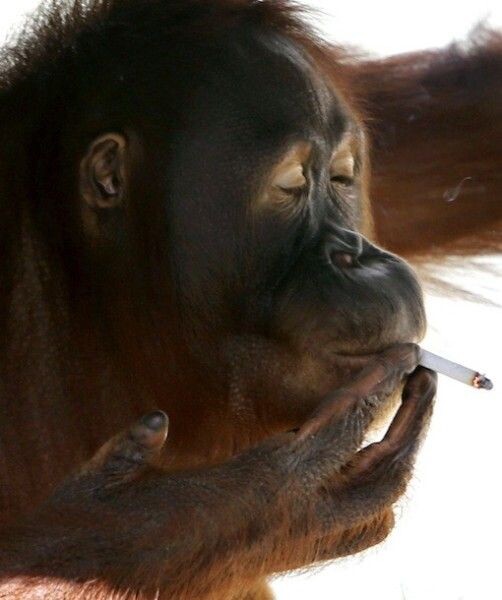 Самочувствие обезьяны Даны из крымского сафари-парка "Тайган", которой одна из посетительниц дала покурить вейп, ухудшилось, сообщил ветеринарный врач парка Василий Писковой.РИА Новости
Состояние примата вызывает серьезные опасения у ветеринаров.Телеканал Краснодар
Выяснилось, что животное проглотило картридж от вейпа, содержащий от 2,5 до 3 мл ароматизированной жидкости.Телеканал Краснодар
30 июня посетительница парка «Тайган» дала попробовать вейп орангутану.