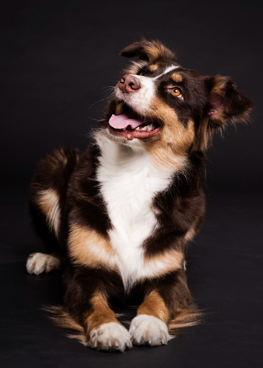 <a href="https://ru.freepik.com/free-photo/front-view-cute-dog-sitting_6877139.htm">Изображение от freepik</a>