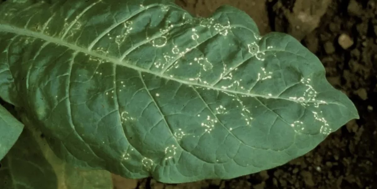 Вирус кольцевой пятнистости табака поражает широкий круг растений