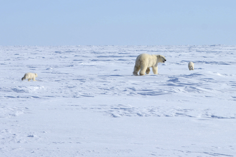 Медвежья семья, которая встретилась учёным во время первой экспедиции в новом заповеднике «Медвежьи острова»: самка с двумя медвежатами-сеголетками, недавно вышедшие из берлоги. Фото: Иван Мизин