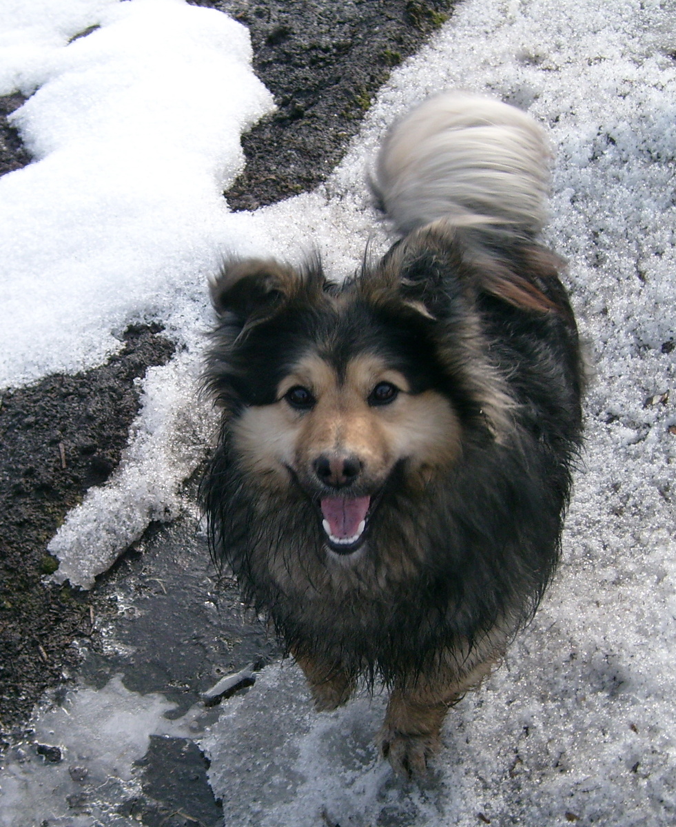 Соседский пёс Генрих. Фото из домашнего архива.