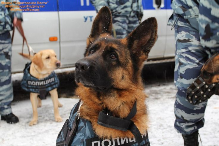 Немецкая овчарка в полиции