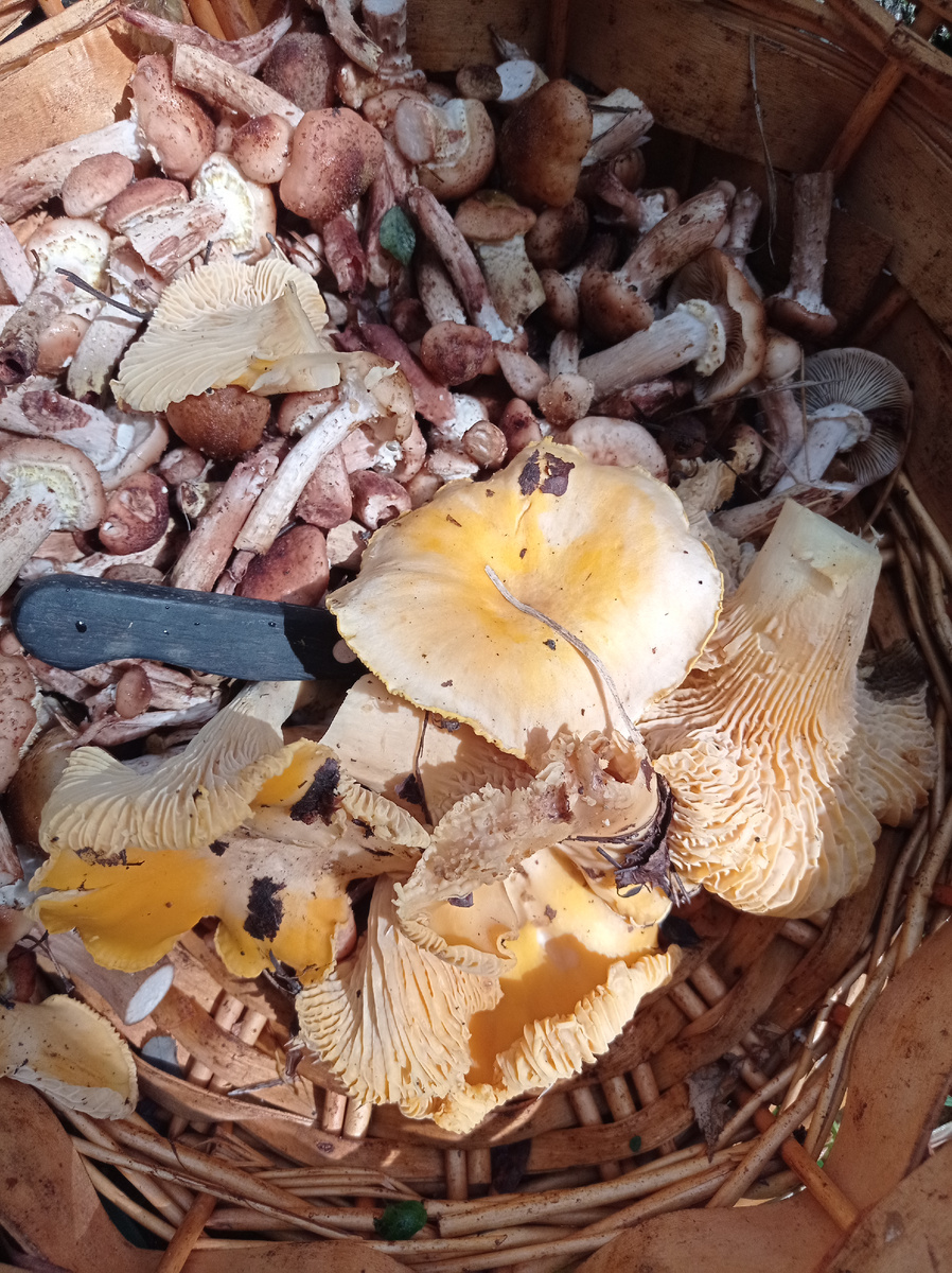 Опята и лисички 