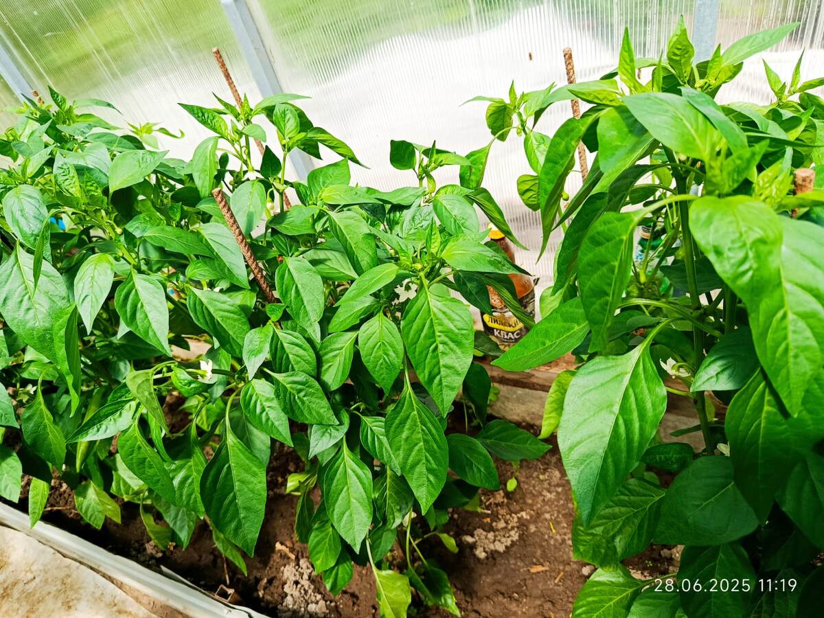 Сладкий перец