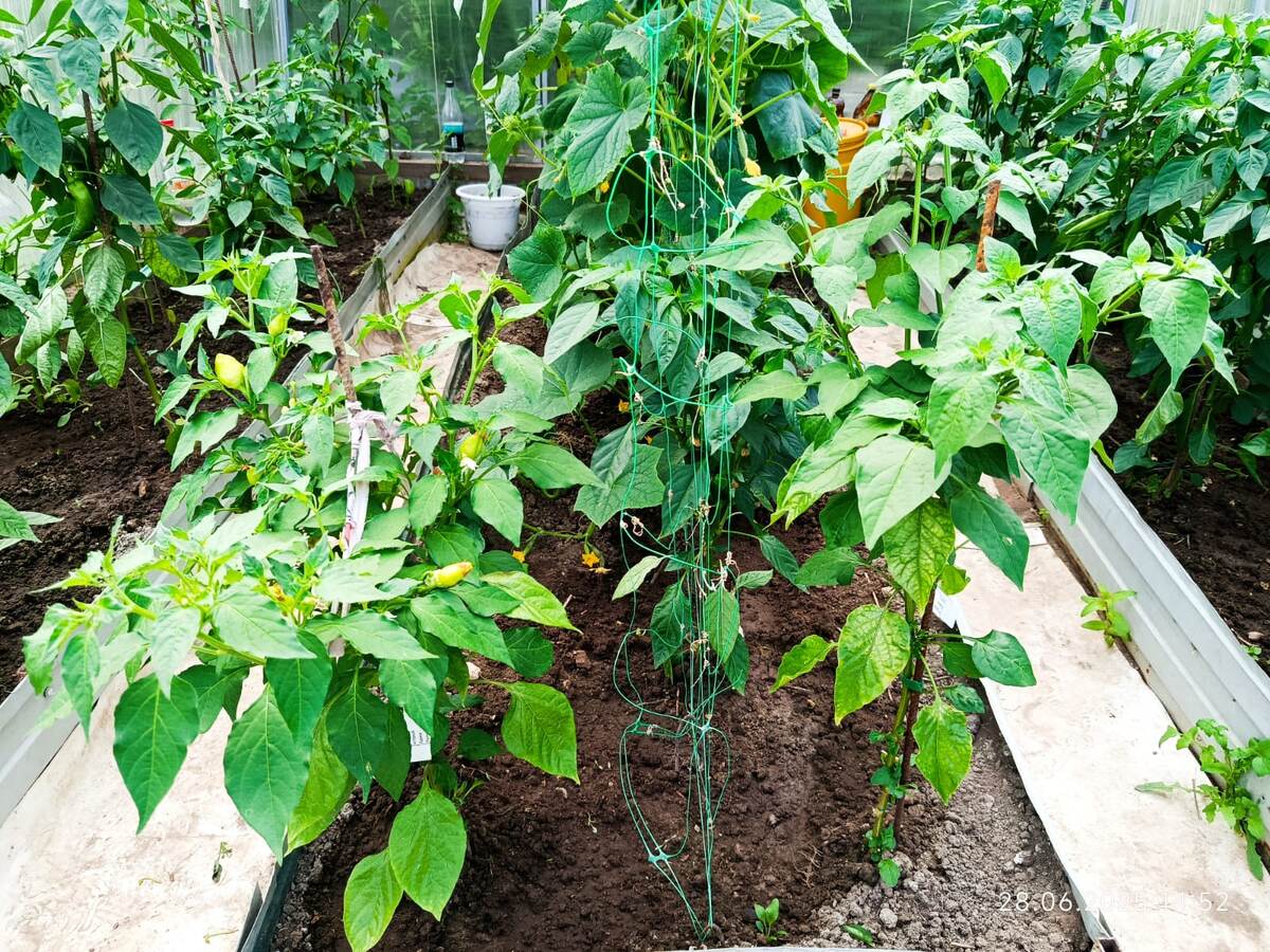 На центральной грядке огурцы, а по бокам острые перцы Ягодный баккатум. Пеппа (слева) и Манго (справа) дата фото 28 июня