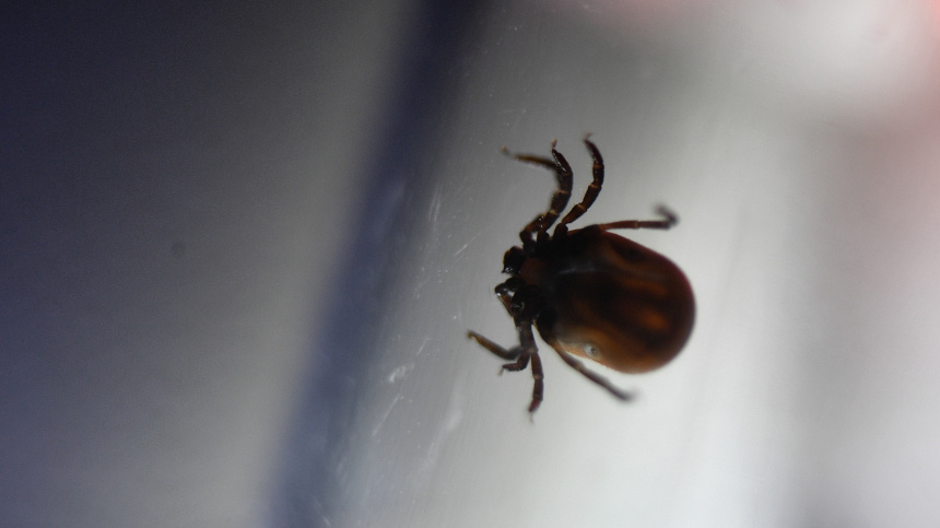    Фото: © РИА Новости/Павел Лисицын; 5-tv.ru