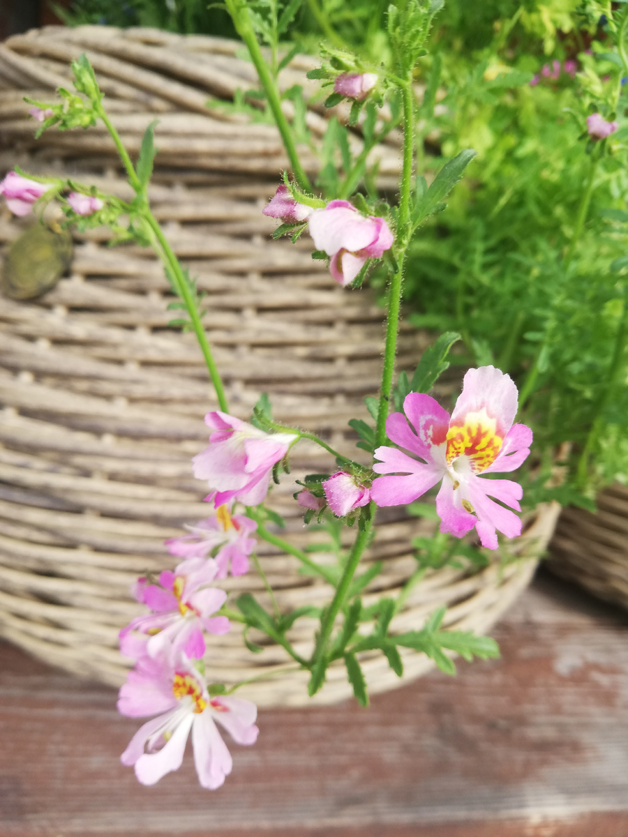 24.06.2025 Первые цветы схизантуса.