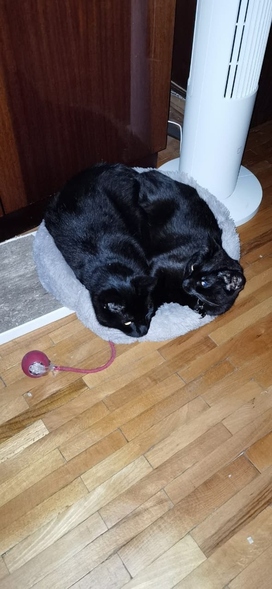 Луис и Мисти