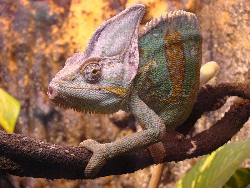 Знакомьтесь, это Паскаль. 