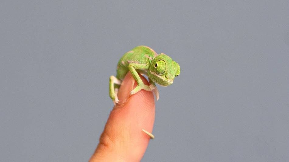 Его величество Цезарь взирает на свои владения.