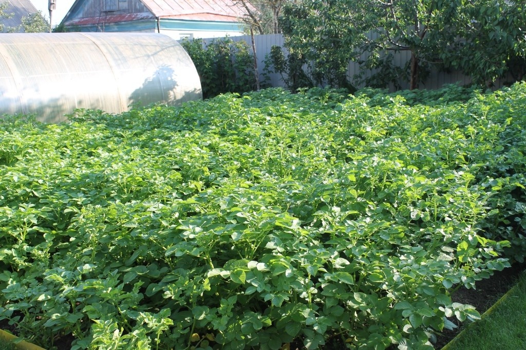 Я плохо представляю, как можно у нашей картошки скосить верхушки косой или серпом...