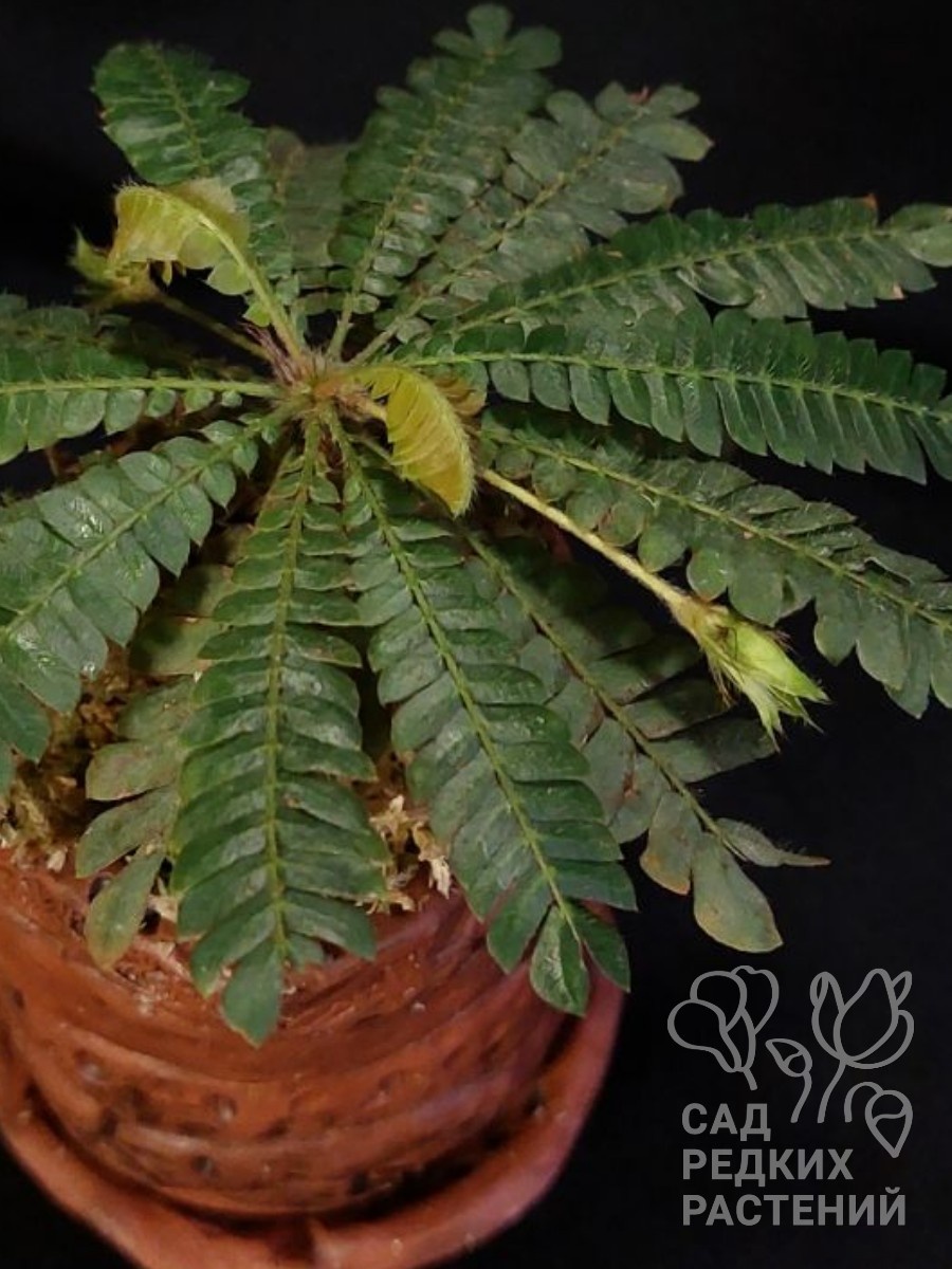 Биофитум чувствительный Biophytum sensitivum