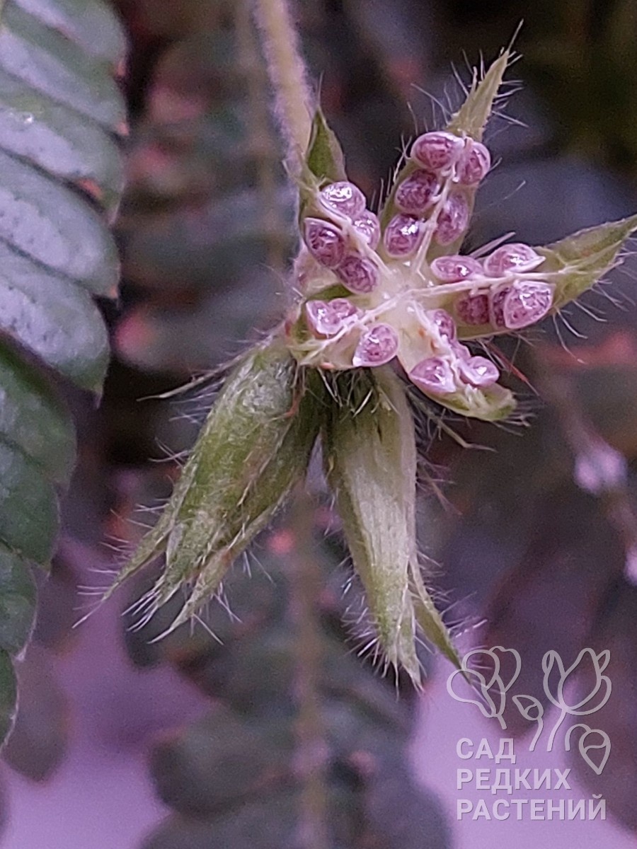 Раскрытая коробочка биофитума