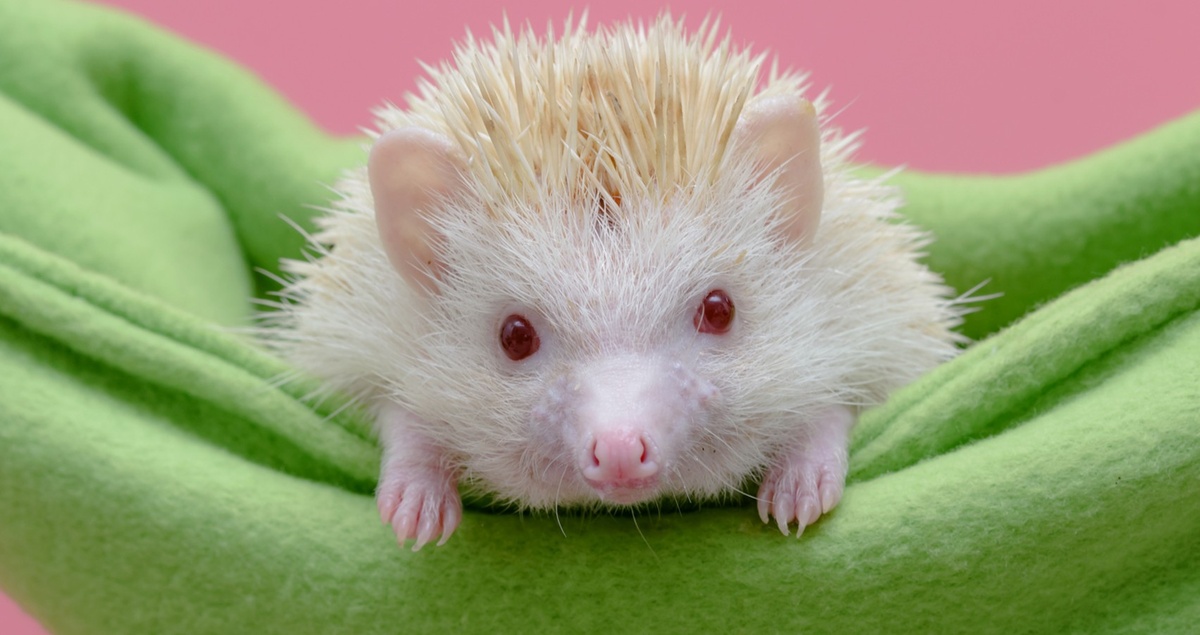 За тысячей иголок скрывается один очень любопытный нос. Какое имя ему дать?