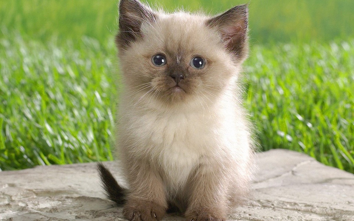 Картинки Яндекс