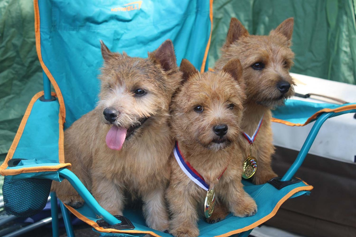 Книга не про собак. Она про людей! 