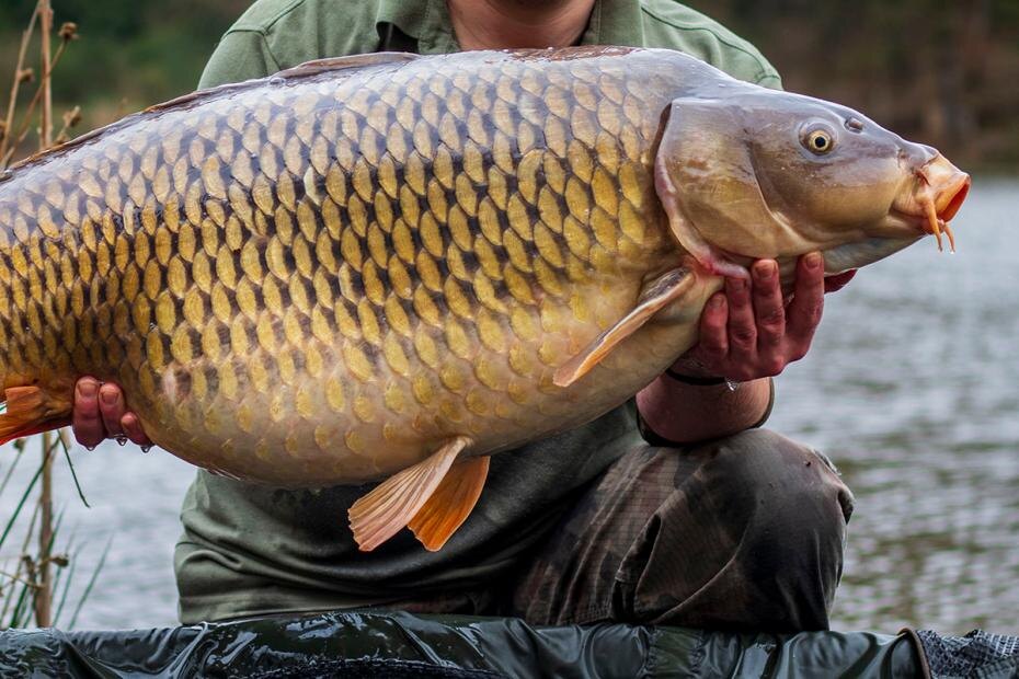    Shutterstock/FOTODOM