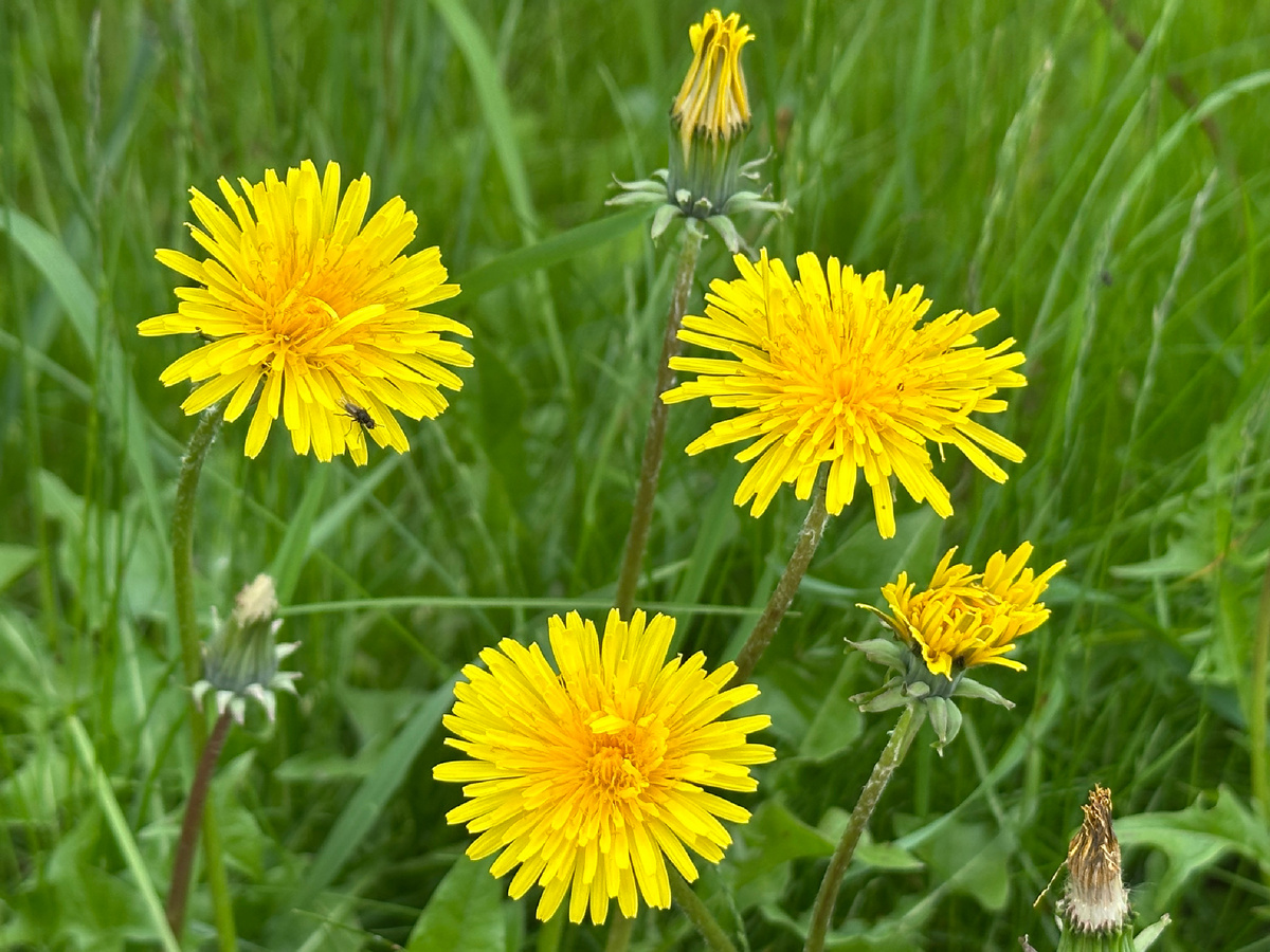 Одуванчики.