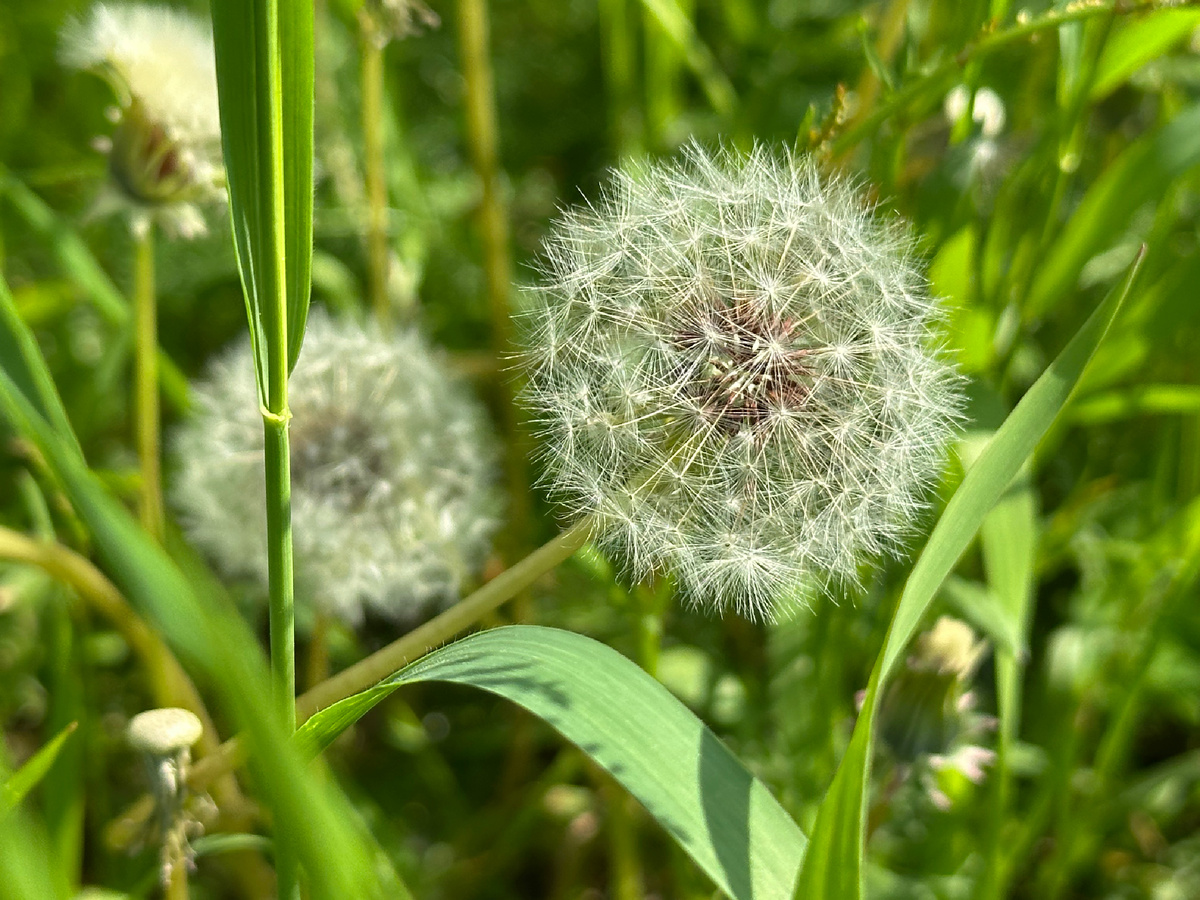 Белые парашютики.