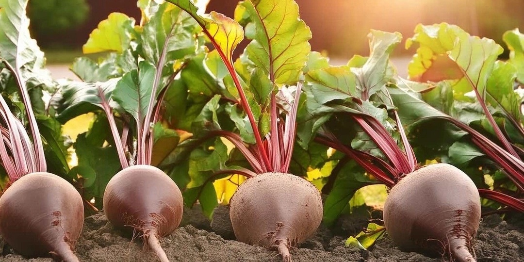 Свекле в июле рекомендовано: подкормки для сладости и роста корнеплода