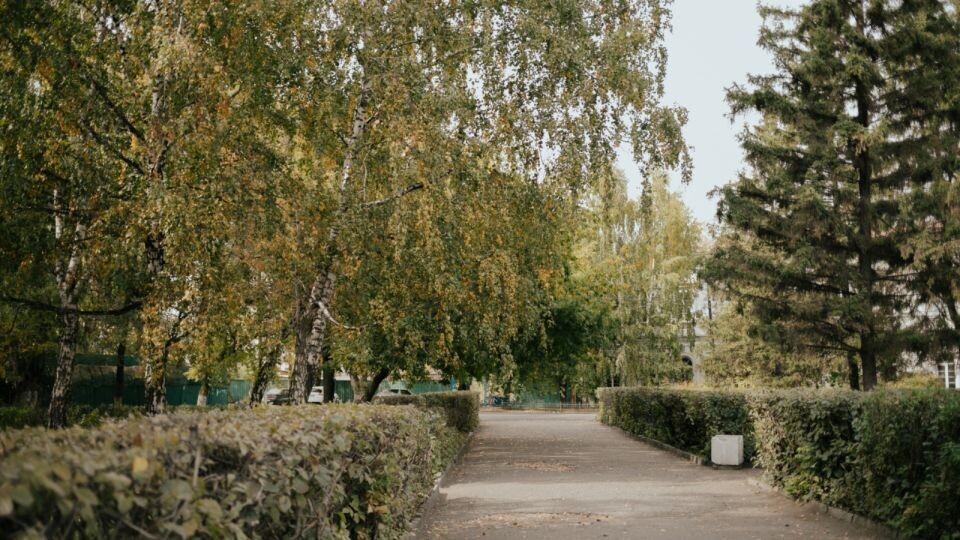    Лето. Погода. Деревья. Источник: pixabay.com