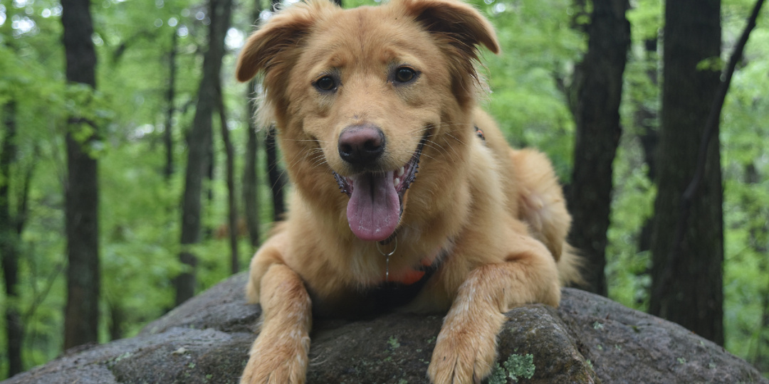 Рассказ «Благодарность спасенного пса». Часть 1