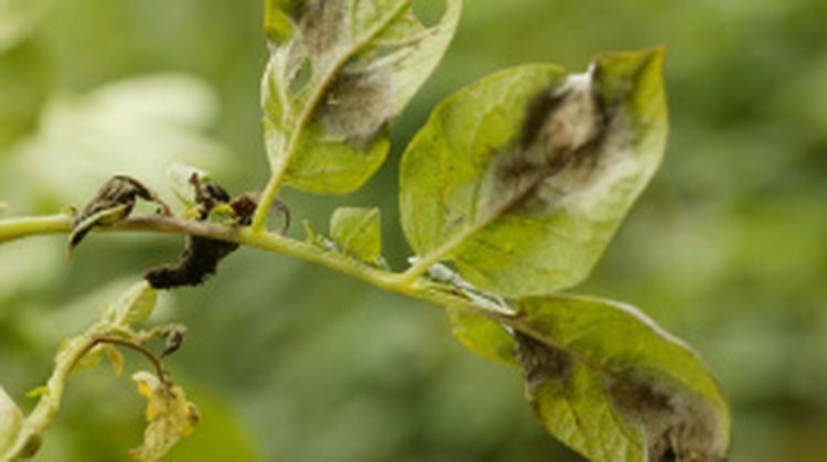    Фото: Филиал ФГБУ «Россельхозцентр» по Вологодской области