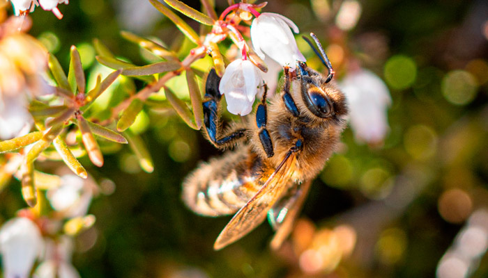 Зосима Пчельник покровительствует пчелам и пчеловодам. Обижать пчел в день святого Зосимы нельзя. Фото: pxhere.com