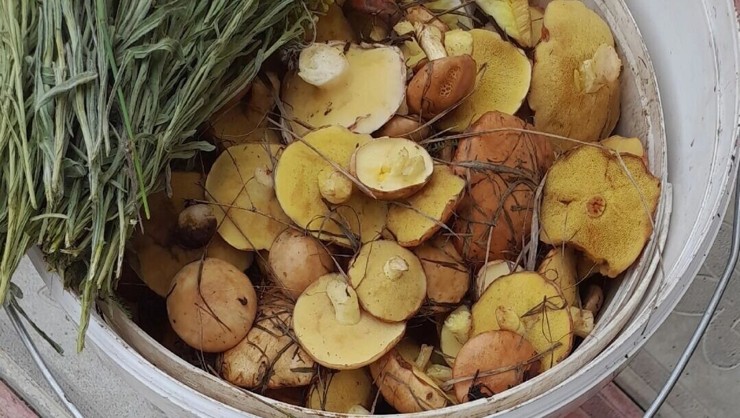     Автор: Галина Разинкова Источник: «Грибники Белгородчины» в ВК (vk.com/club120911507)