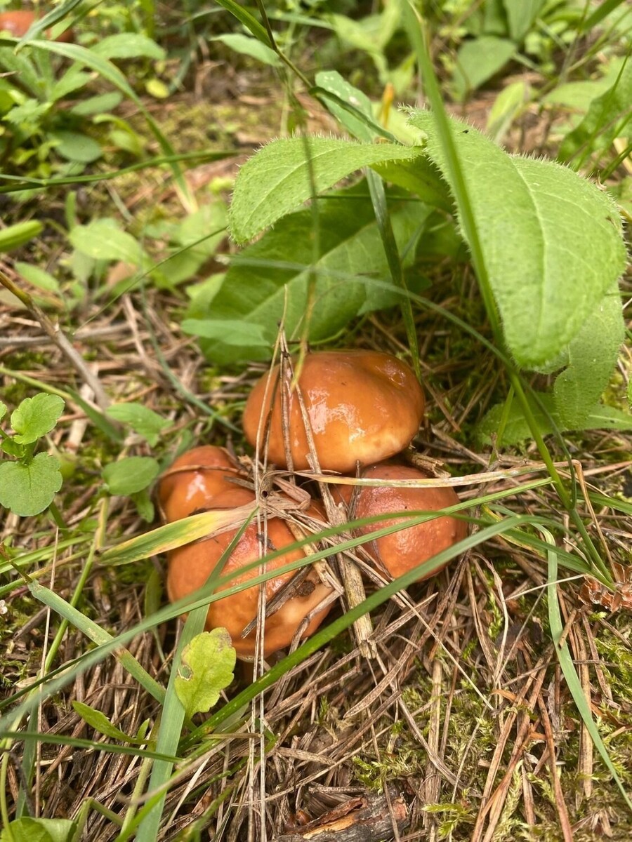     Автор: Анастасия Зеленская Источник: «Грибники Белгородчины» в ВК (vk.com/club120911507)