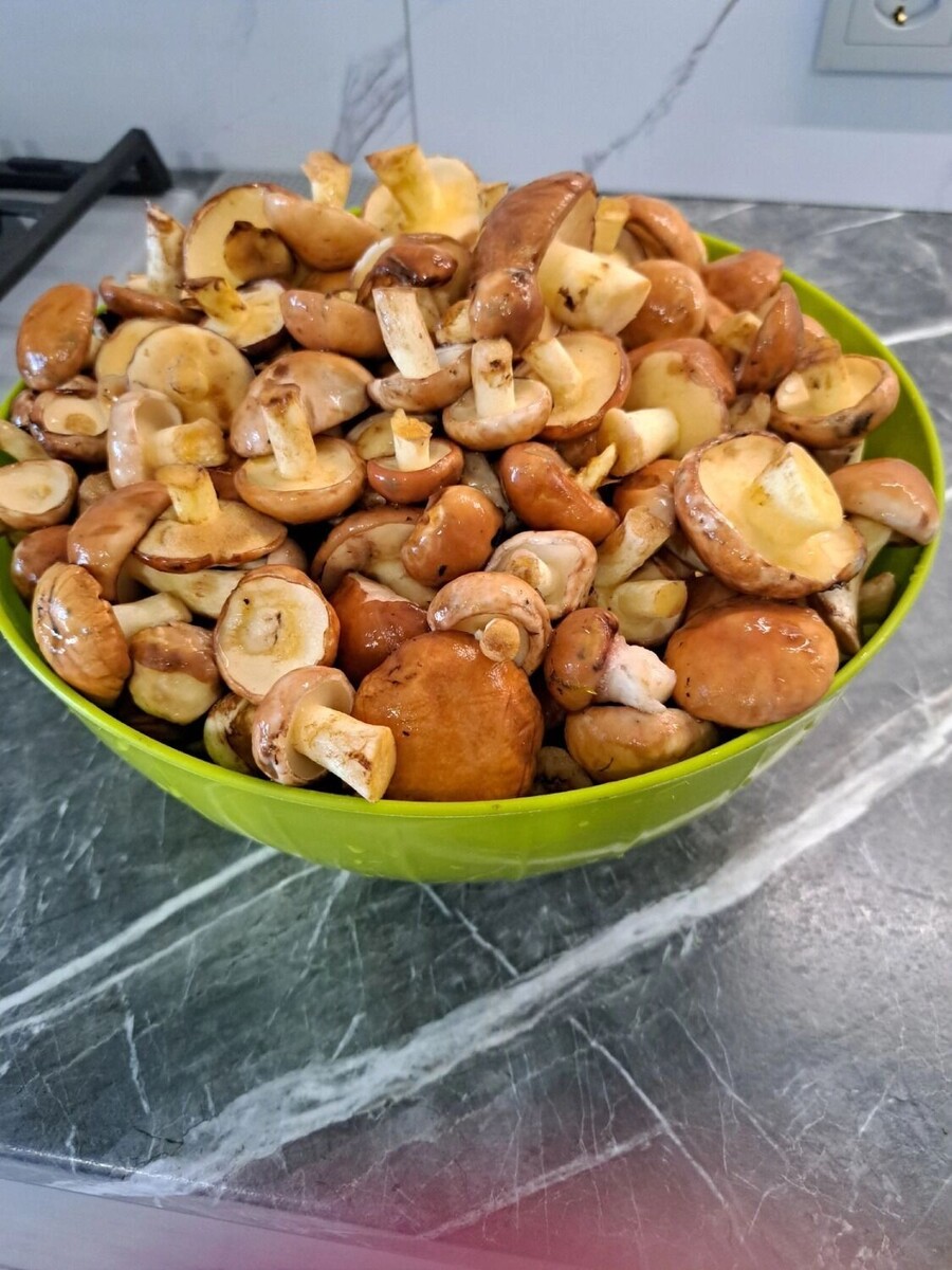     Автор: Лариса Драницына Источник: «Грибники Белгородчины» в ВК (vk.com/club120911507)