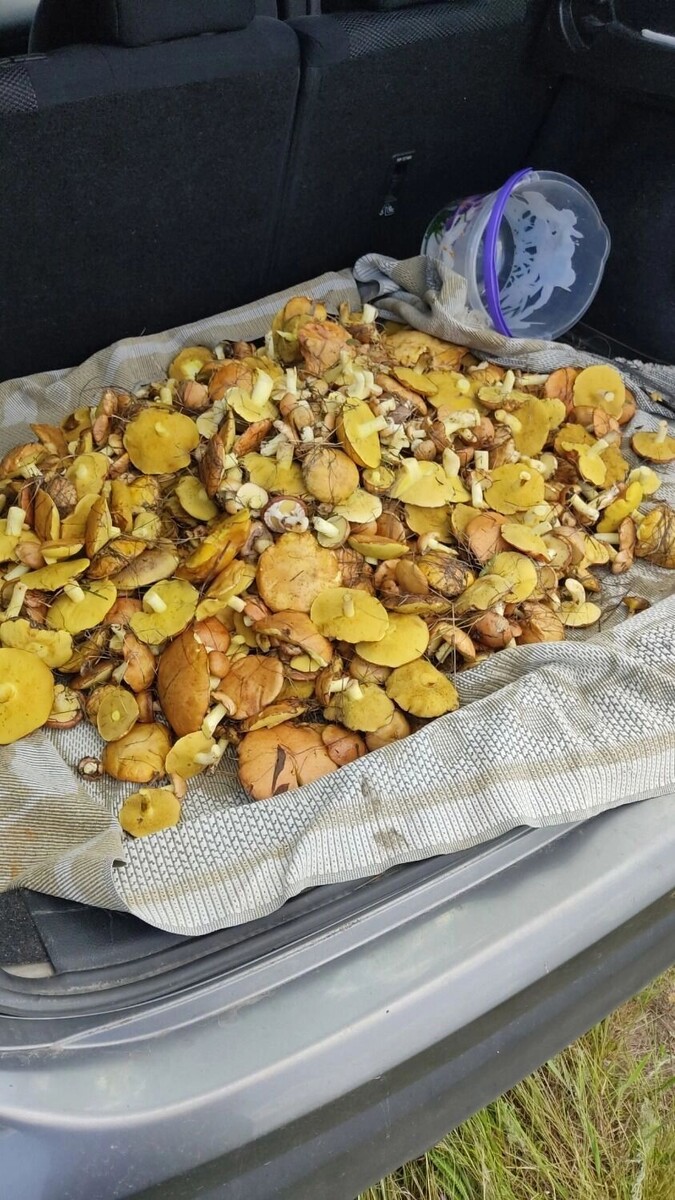     Автор: Юрий Воронков Источник: «Грибники Белгородчины» в ВК (vk.com/club120911507)