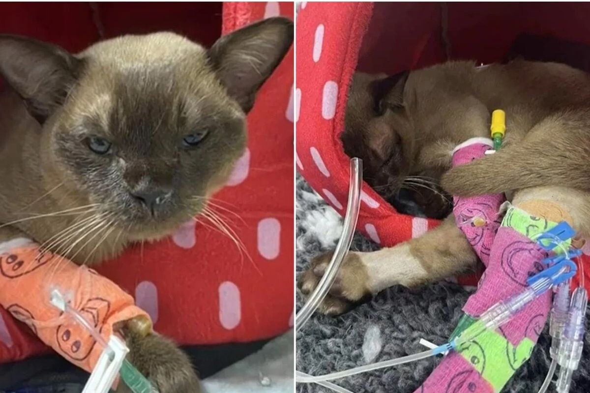 Кот Пабло 