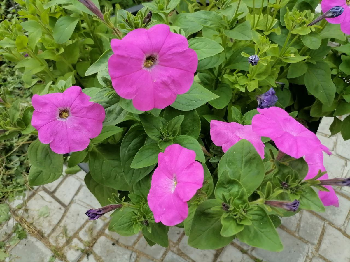 Петуния Глафира, фото автора