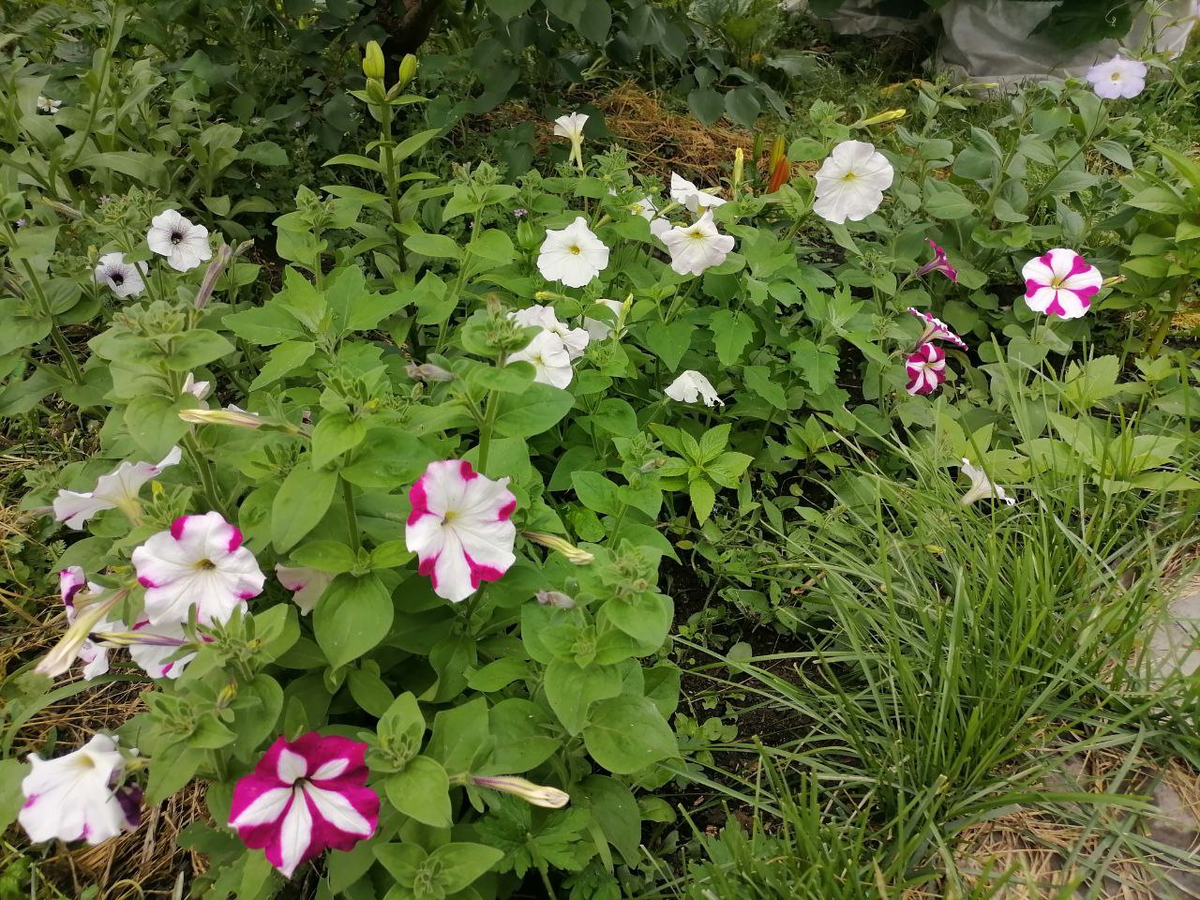 Петунии из семян Балконная смесь, фото автора