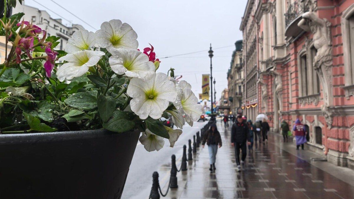     Источник: Telegram-канал председателя комитета по благоустройству Петербурга Сергея Петриченко