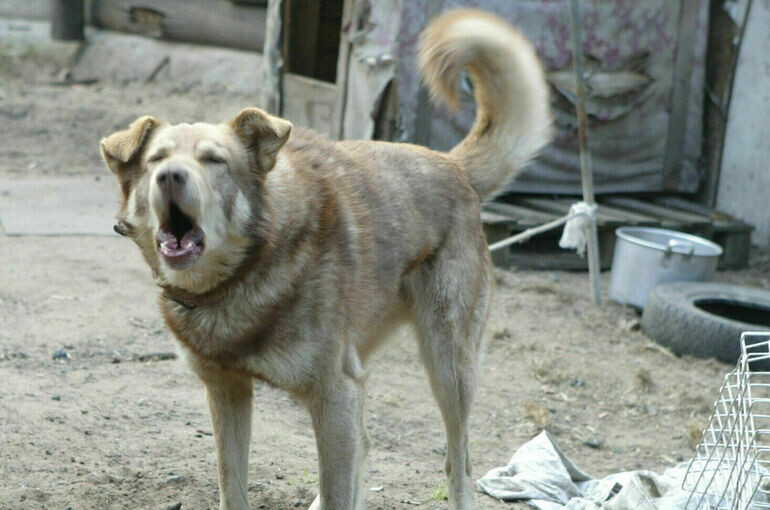   Тимур Ханов/ПГ