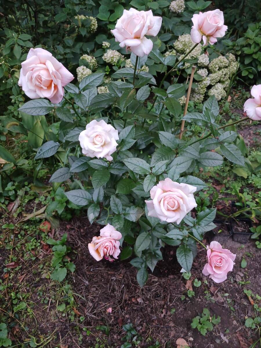 Вот такие розы у нас в саду.