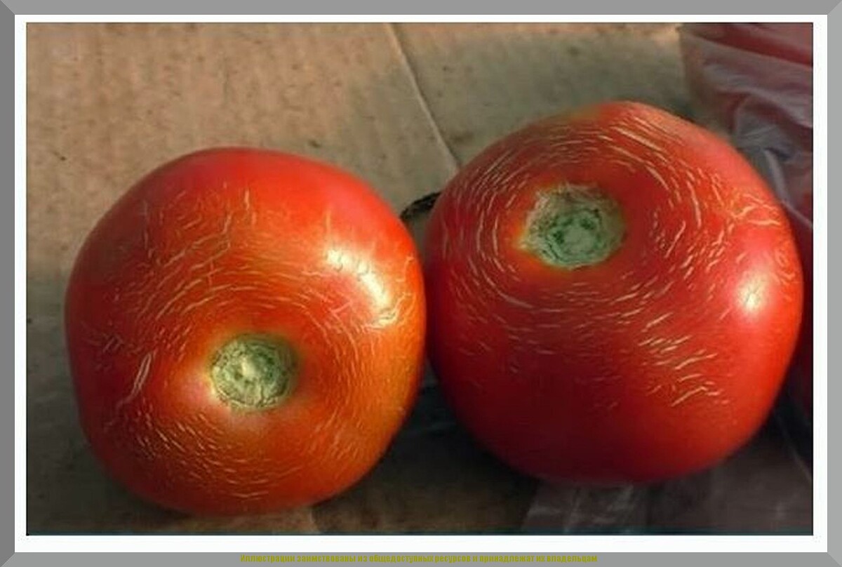 https://vk.com/photo-159774511_457271712. Сетчатость томатов