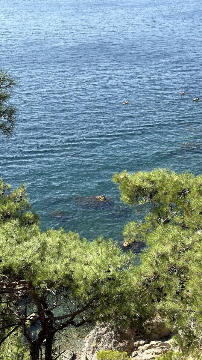 Инжир, Балаклава. Фото из личного архива