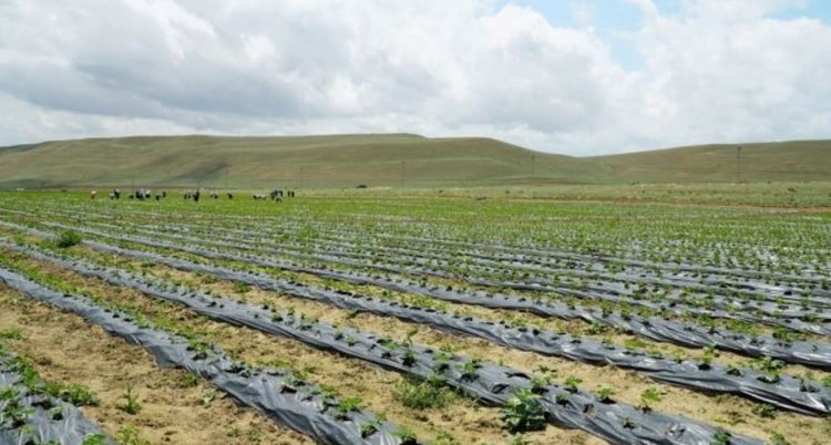    Дагестан активно развивает собственное производство производства посадочного материала овощей