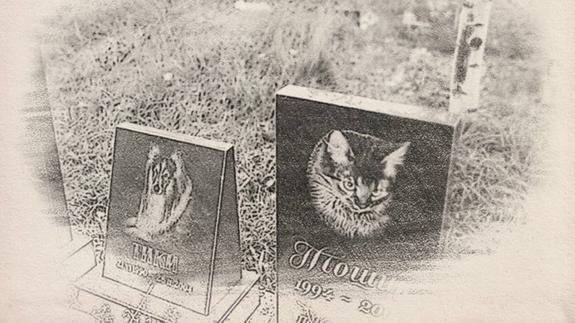 Такие вот времена: жизнь пожилых — «срок дожития», животные — «биоотходы» ...