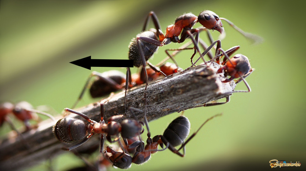    Животные с коллективным разумом как тайна природы