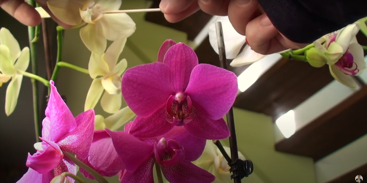 удобрение орхидей в видео