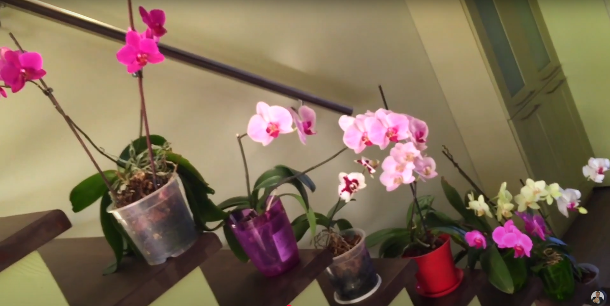 мои орхидеи во время цветения